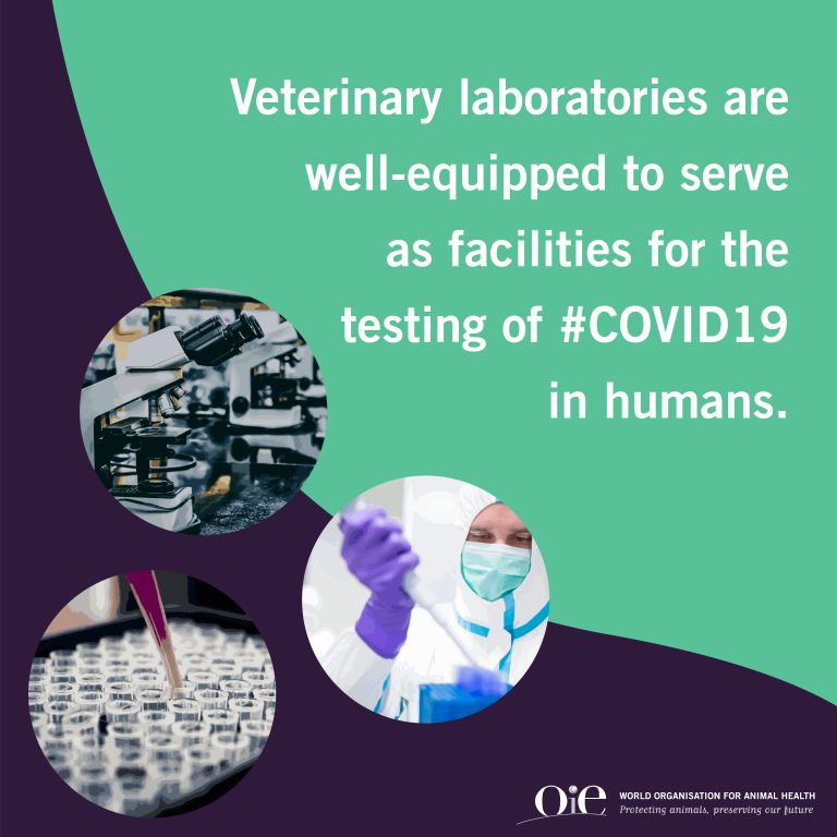 Exploiting the potential of veterinary laboratories in Central Asia in  fighting COVID-19 - WOAH – Europe